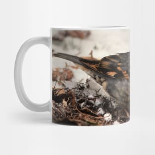 Stunning Varied Thrush on the Snowy Ground Mug